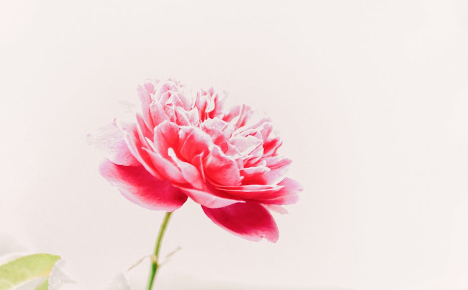 Macro view of a pink peony flower