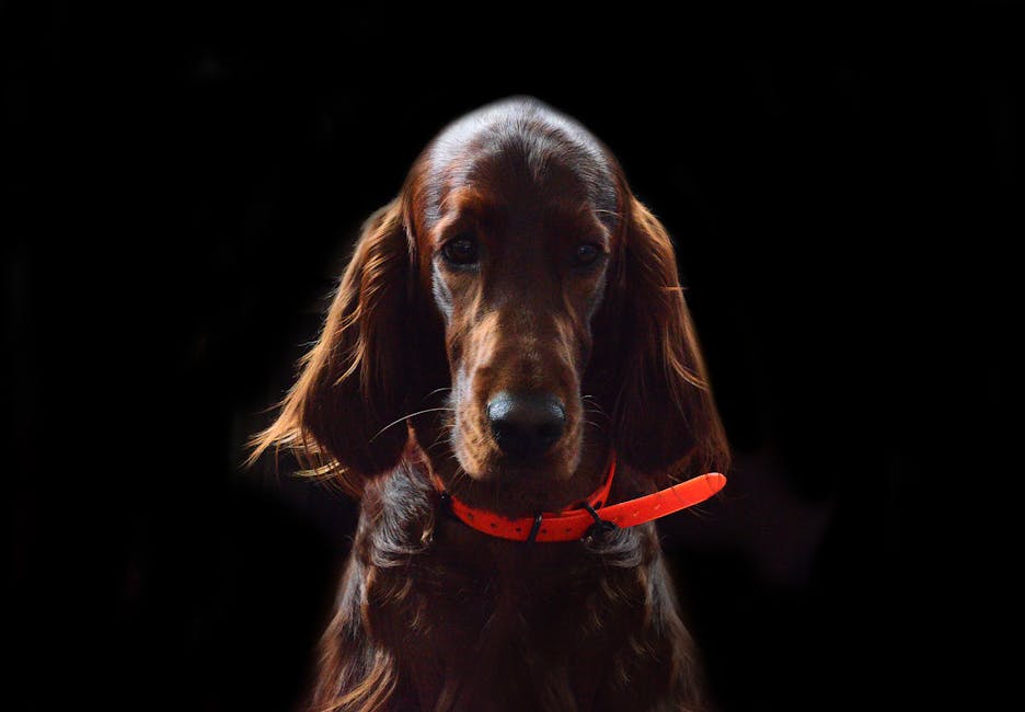 Irish Setter dog looking forward with orange collar