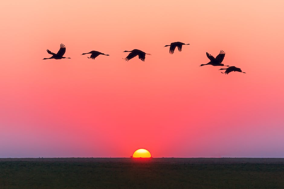 Birds in flight against a sunset horizon