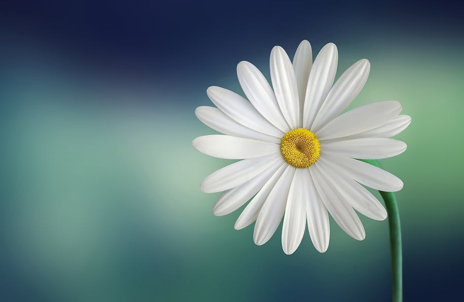 White daisy flower center focus